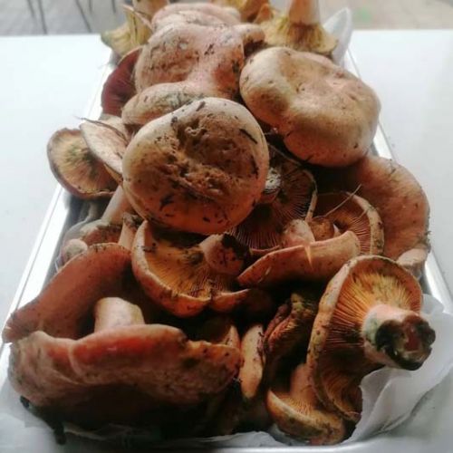 Rebollones